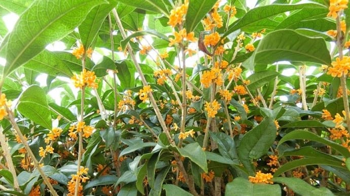 10月の小さな花壇♪