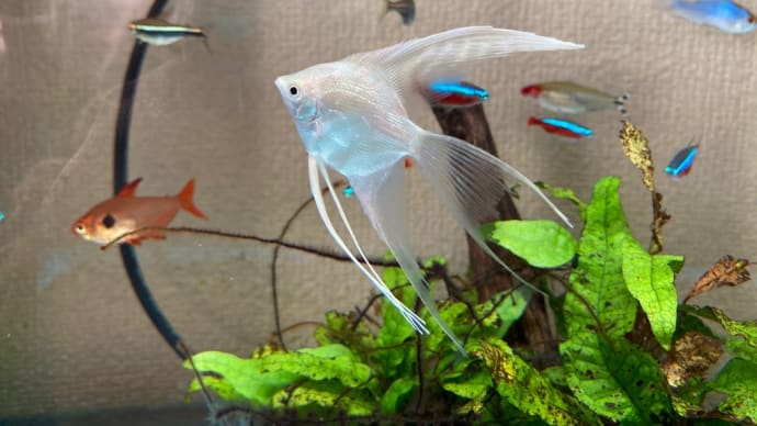 新入り