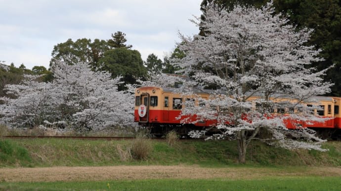 2025 さくら 小湊鉄道 Vol.15