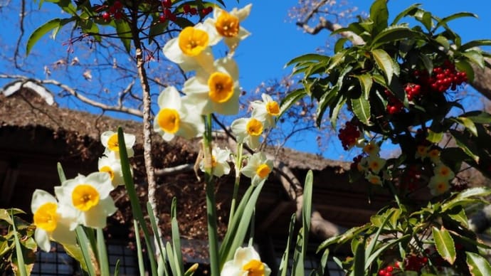 鎌倉 冬の花々 海蔵寺~鎌倉宮 2019/1/21
