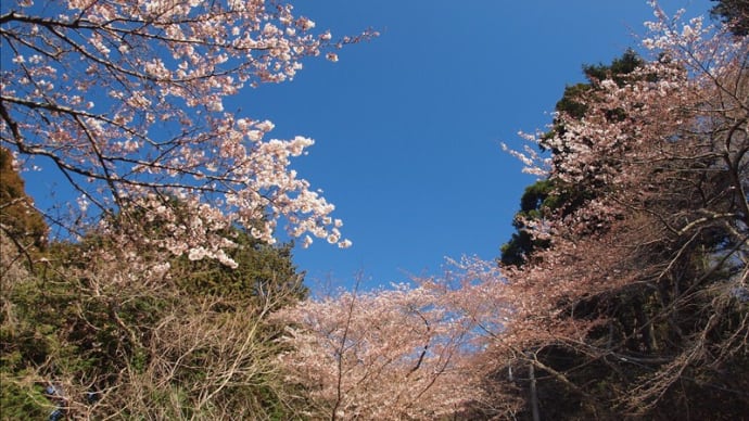 山王台の桜と九十九里浜の遠望