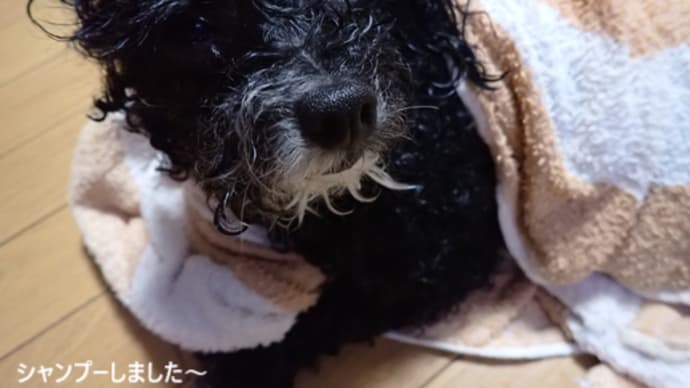らんのベスト体重は?