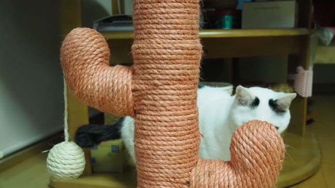 NEKO的猫バカ発言<閲覧注意 ❣>