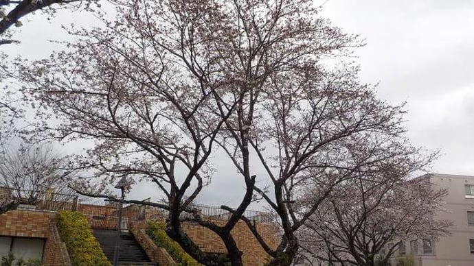 2020年東近江八日市文芸会館の桜・6-７部咲き！(3/29)