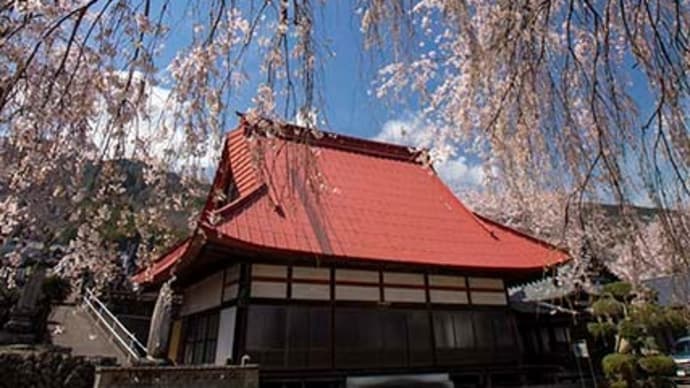 妙行寺の春は桜満開でした