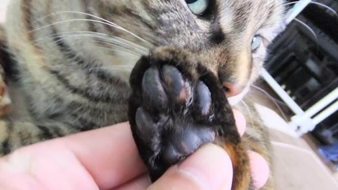 最近の習慣