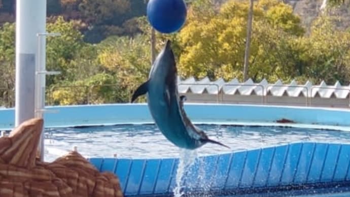 南紀白浜アドベンチャーワールド☆19回目