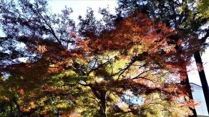 ２０２１・１２・１　大倉山公園の紅葉。横浜地方気象台植物季節観測用標本のイロハカエデ。山下公園通りのイチョウはもう終わり。