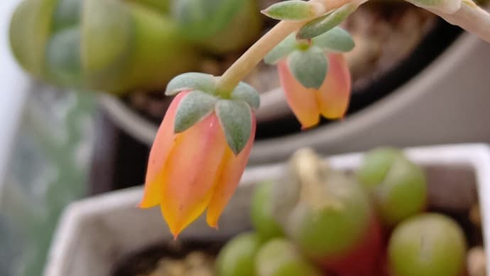 多肉植物 グリバのお花 20250523