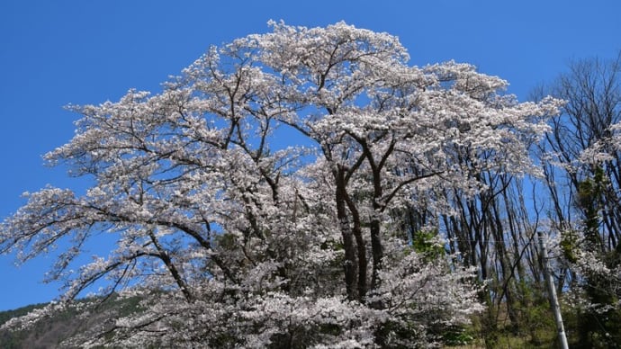 大月市総合グランドの桜と富士山