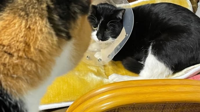 くろべえ　頑張りましたよ🐾