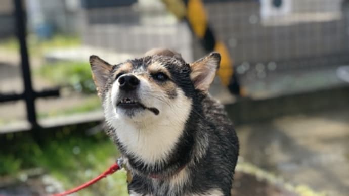 シャンプーの日