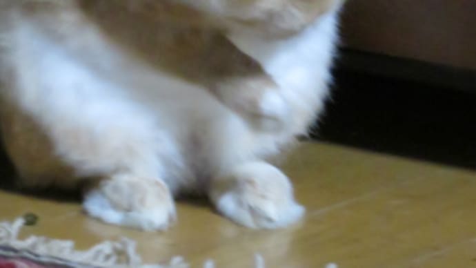 今日のむぎまる君2019(その36)ボールが好きな、むぎまる君
