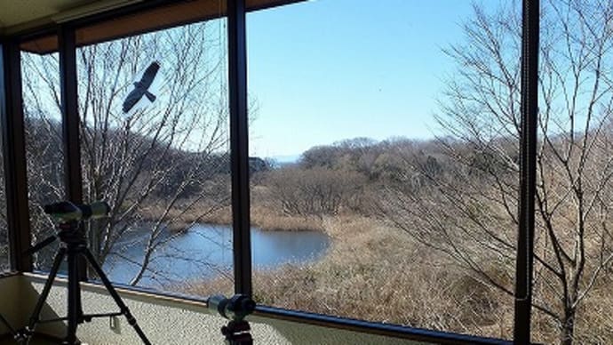 冬の北本自然観察園…冬のジョウレン…ジョウビタキに逢った