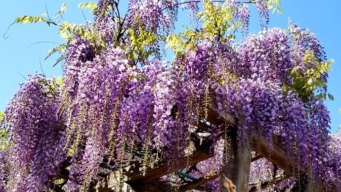 💜 藤の花・桜 🌸❀♫•*¨*•.¸¸♪🌸❀✨