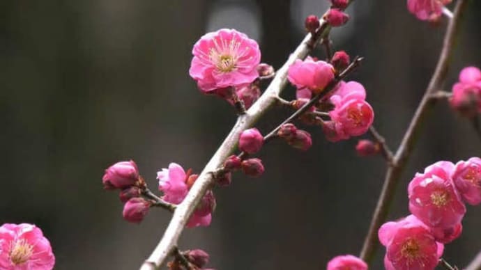 三重県紀北町の早咲き紅梅　2022年1月31日（月）