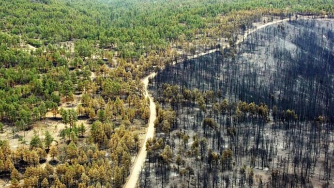 気候変動活動家、樹木を間伐して埋めて地球を救っている(1)