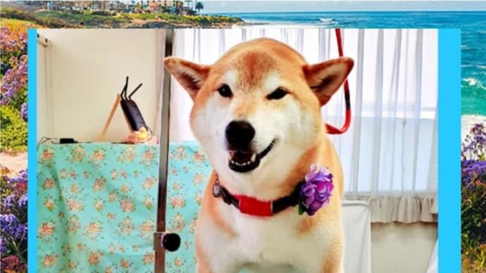🐕 安心してください❕❕ 付けてますよ❕❕❕ 🔵