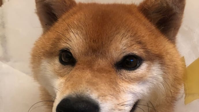 柴犬来てます