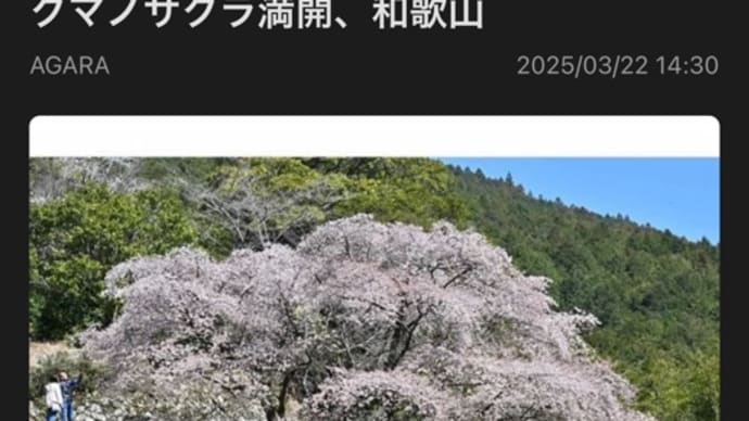 Cherry blossoms deep in the mountains 🌸