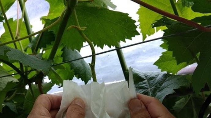 袋掛け始めました。