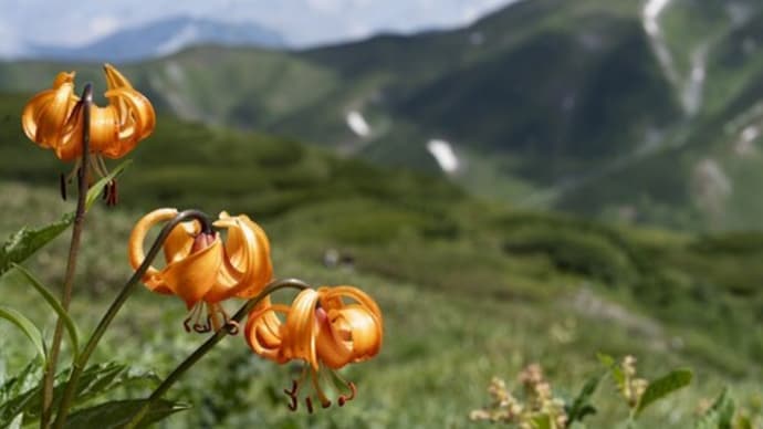 立山　2023.7の続きの続き