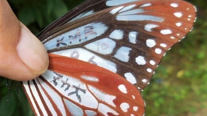 アサギマダラ・マーキング調査2020-1