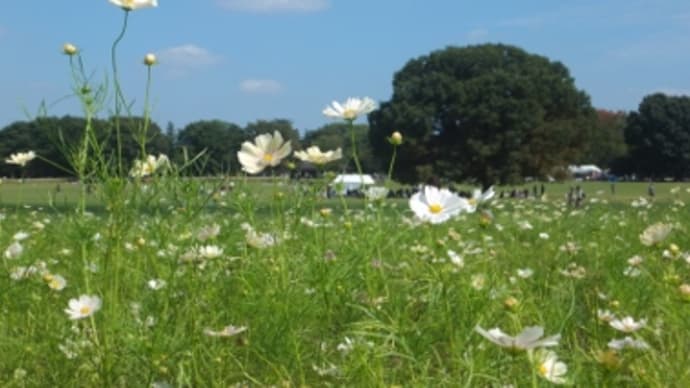 コスモスまつり2015 国営昭和記念公園