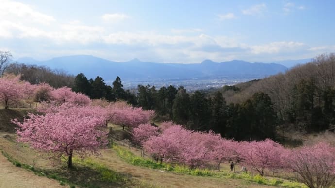 大井町の河津桜