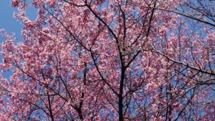 2024年 3月14日(木)の「無量寺→谷中→上野公園」(1)