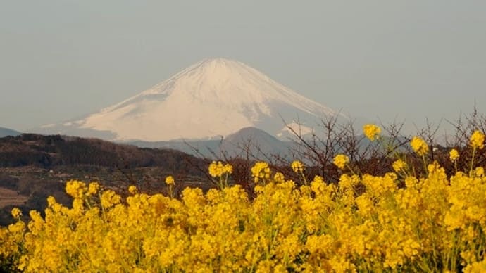 つぶやき#3203　吾妻山公園の菜の花