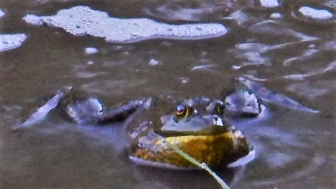 早起きは三文の徳⑦ウシガエル20190614