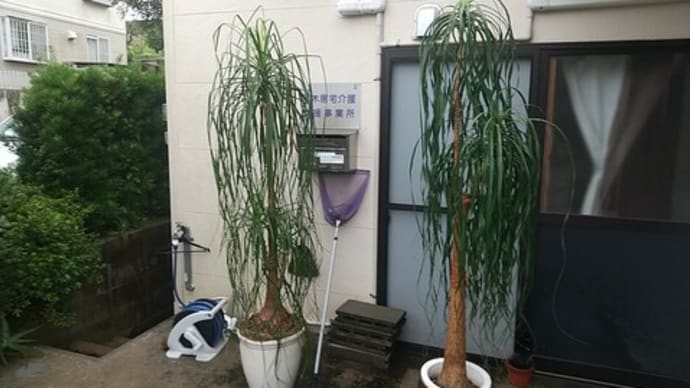 20年