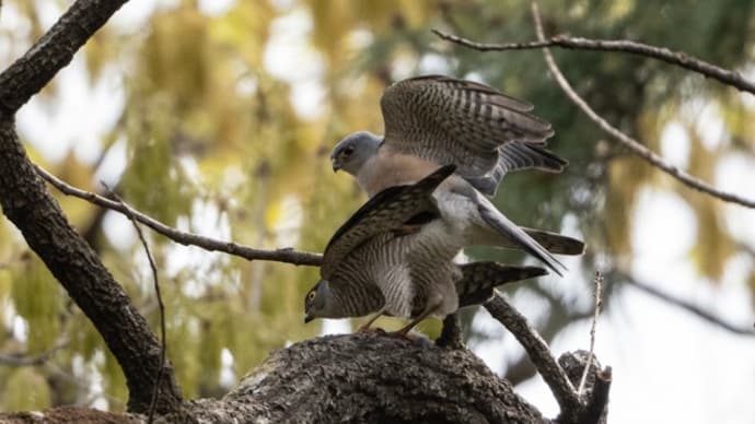 春の野鳥達