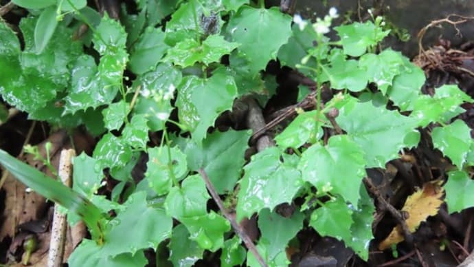 高ボッチ高原・鉢伏山の植物　ミヤマタニタデ（深山谷蓼）