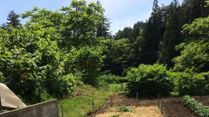 家庭菜園 獣対策
