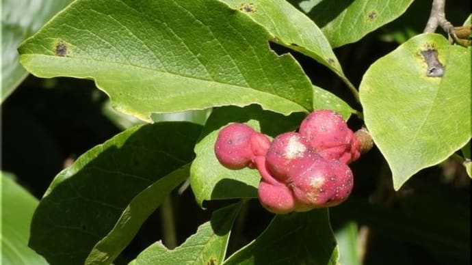 樹の実・草の実。