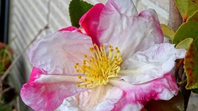 鉢植えのサザンカ(5) 「慶雲」
