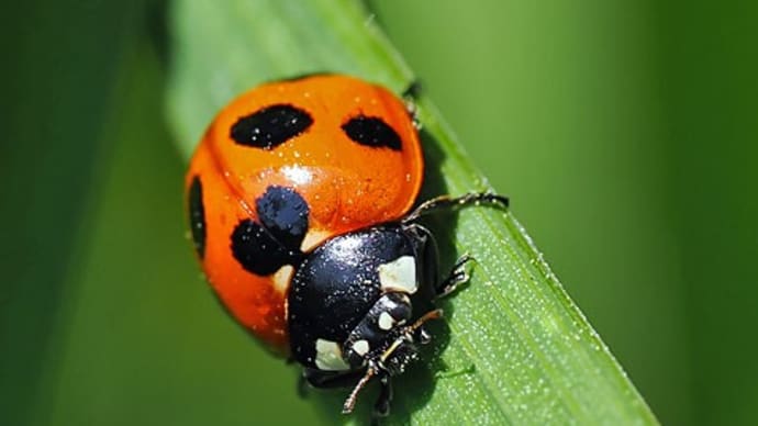 ナナホシテントウ、コミスジ、ホソミイトトンボ