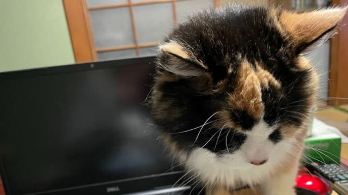 バラが見頃です
