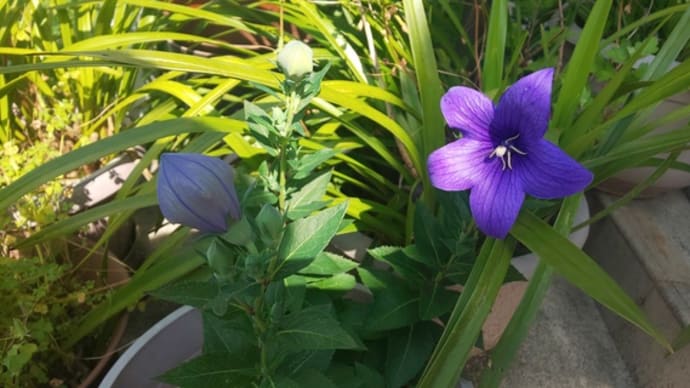 花は咲いたけど…
