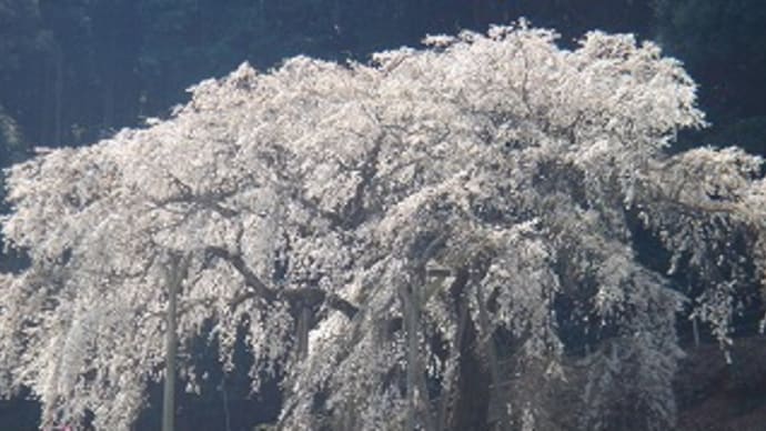 春爛漫、桜巡り