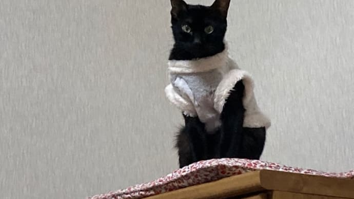 クロタ安定してます