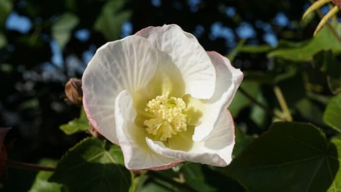 秋~冬の花:先島芙蓉