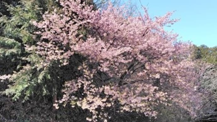 「花粉防止用眼鏡とマスク」越しの~春景色~