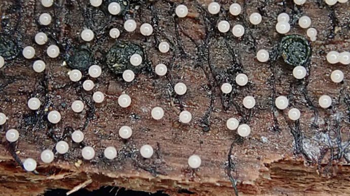 未熟の白い玉の変形菌はツヤエリホコリだった！
