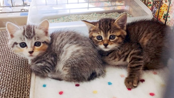 子猫6匹全員おうちが決まりました❣️