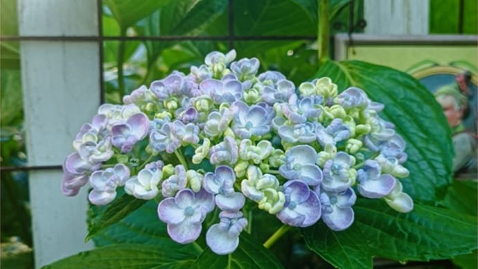 紫陽花の咲かない枝は…*スタンダールの恋愛論