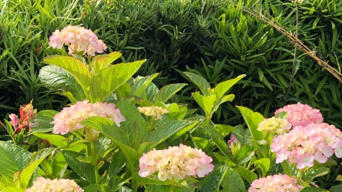 おやつと紫陽花