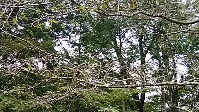 鈴木栄子/夜なべするや舌切雀の鋏鳴らし